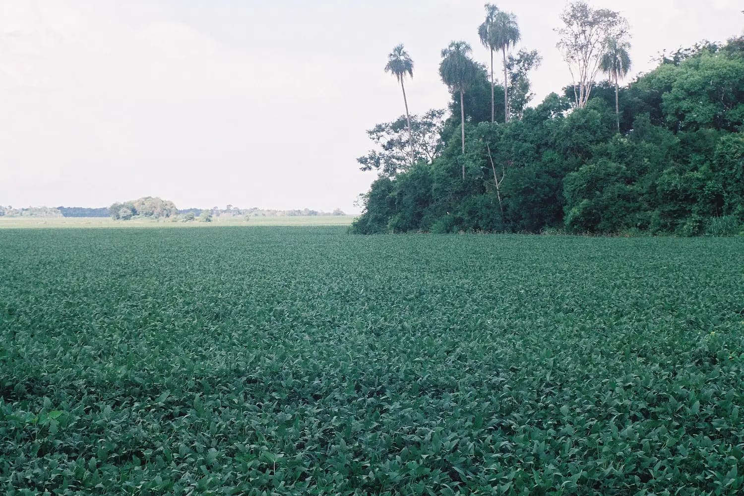 Champ de soja à perte de vue bordé d’un massif forestier et de palmiers, au Paraguay