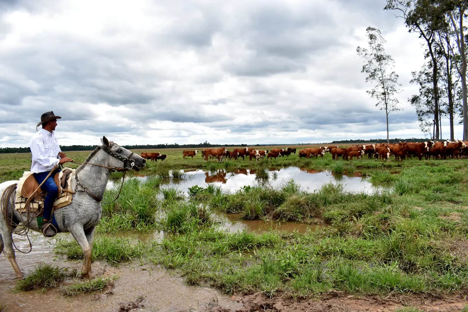 Gaucho à cheval devant un troupeau de bovins dans les pâturages du département de San Pedro, Paraguay