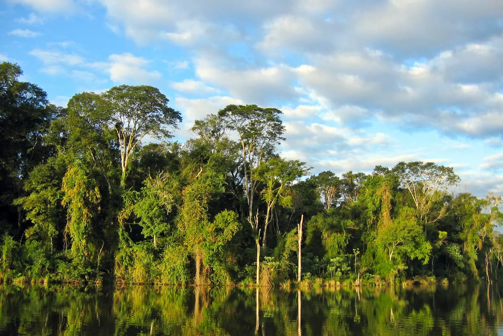 Forêt atlantique du Paraguay se reflétant dans l’eau calme d’un lac ou d’une rivière