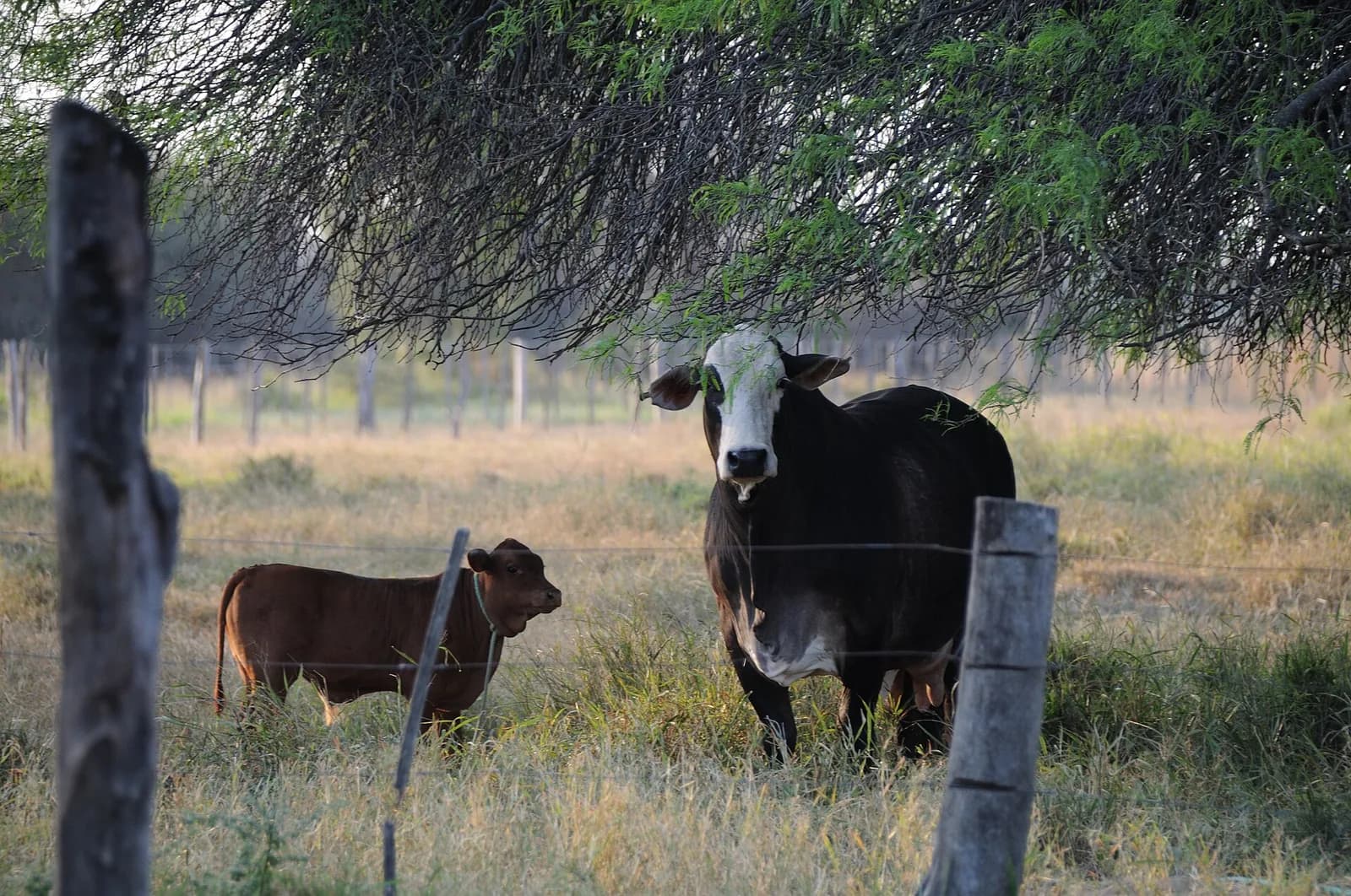 Vache et son veau derrière une clôture dans une ferme d’élevage du Chaco paraguayen