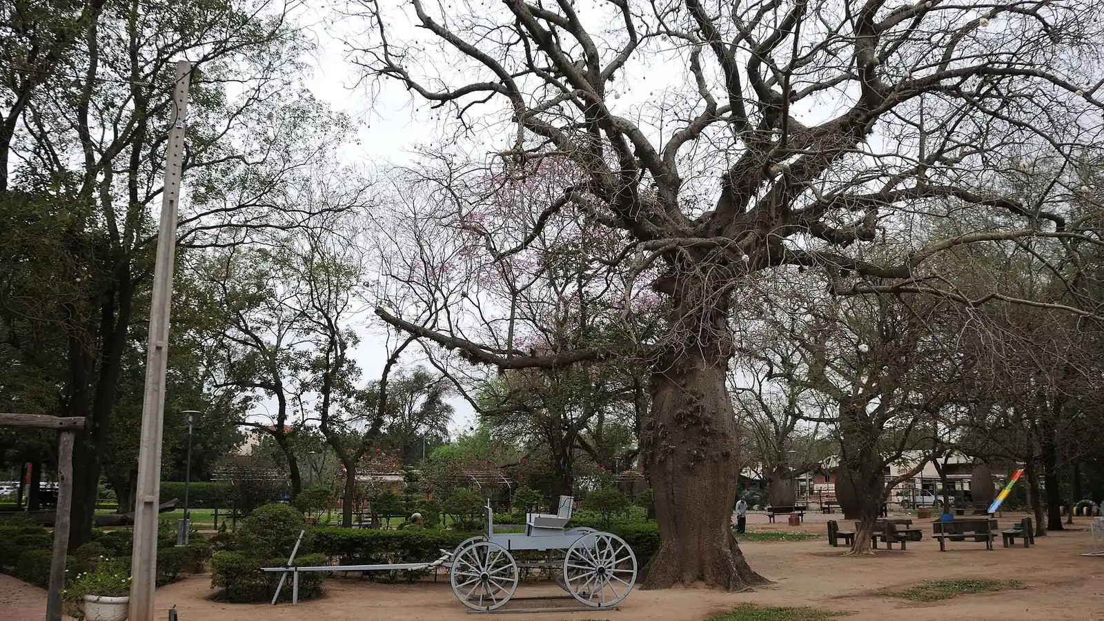 Parc de Filadelfia, dans la colonie mennonite de Fernheim (Chaco), avec un chariot de pionnier sous un grand arbre