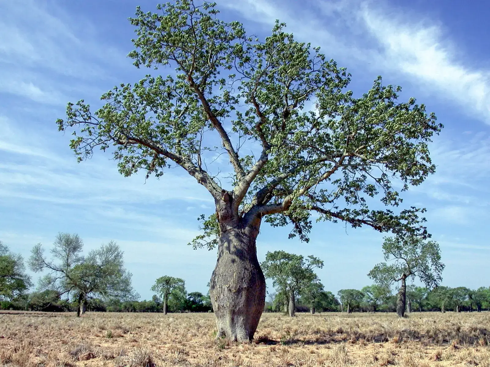 Arbre à tronc renflé isolé dans le monte sec du Chaco paraguayen