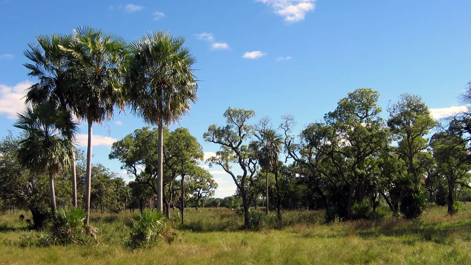 Palmiers et arbres du monte dans une prairie du Chaco paraguayen, sous un ciel bleu