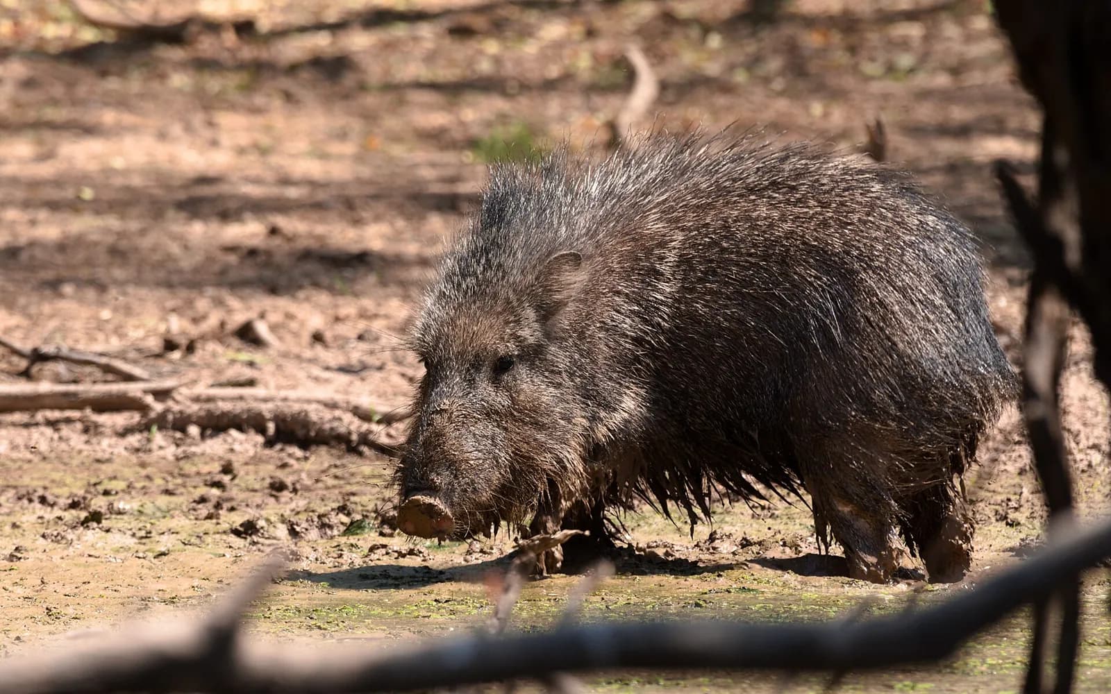 Pécari de Wagner dans la boue au parc national Teniente Enciso, dans le Chaco