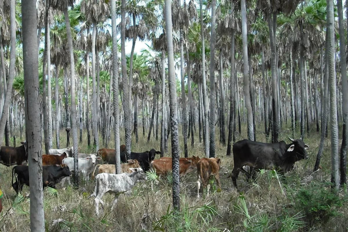 Bovins dans une savane de palmiers caranday, dans le Chaco paraguayen